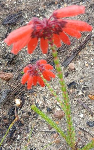 Erica cerinthoides colours